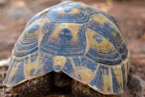 Close view of a beautiful turtle