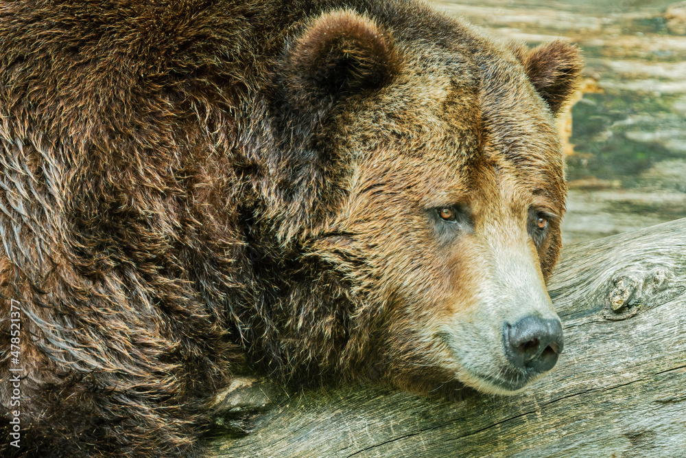 Portrait of a grizzly bear (Ursus arctos) resting on log