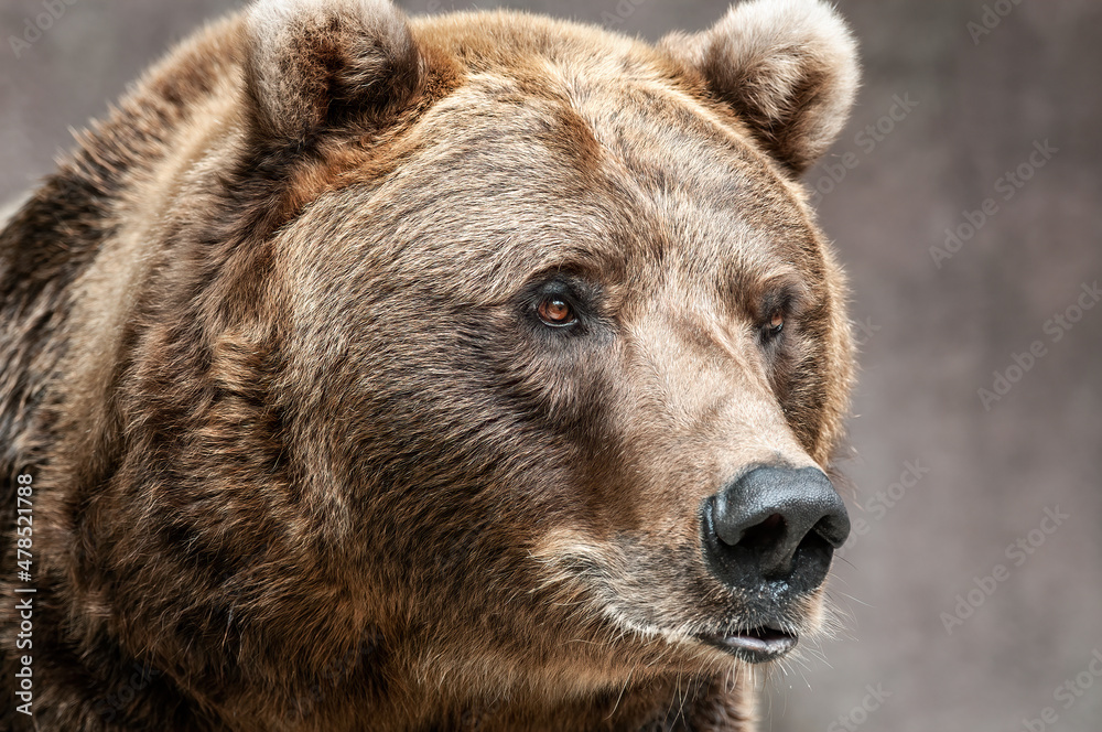 Portrait of captive grizzly bear (Ursus arctos) 