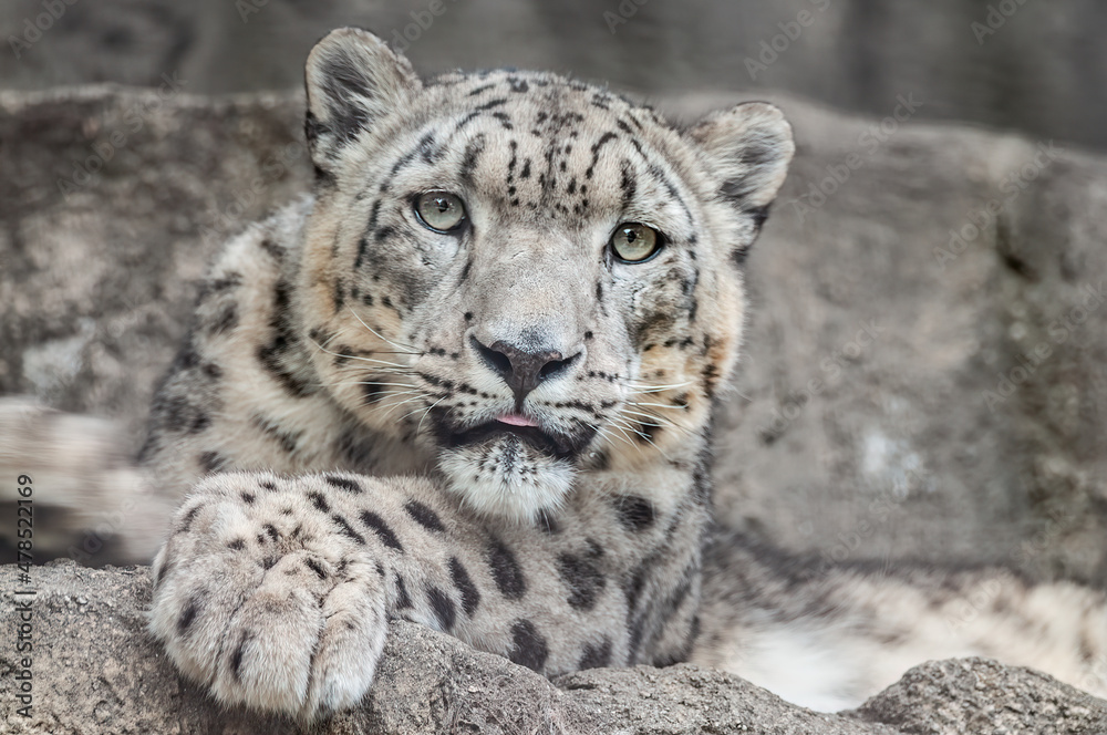 Portrait of a captive snow leopard (Panthera uncia) 