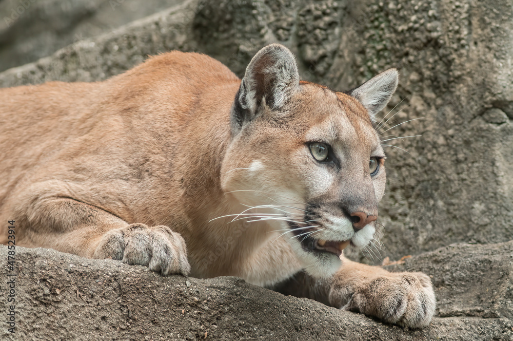 Naklejka premium Captive mountain lion portrait (Puma concolor) 