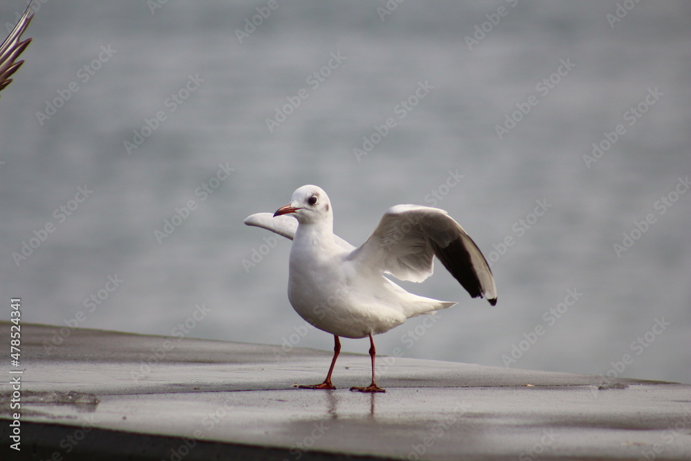 Fototapeta premium seagull on the beach