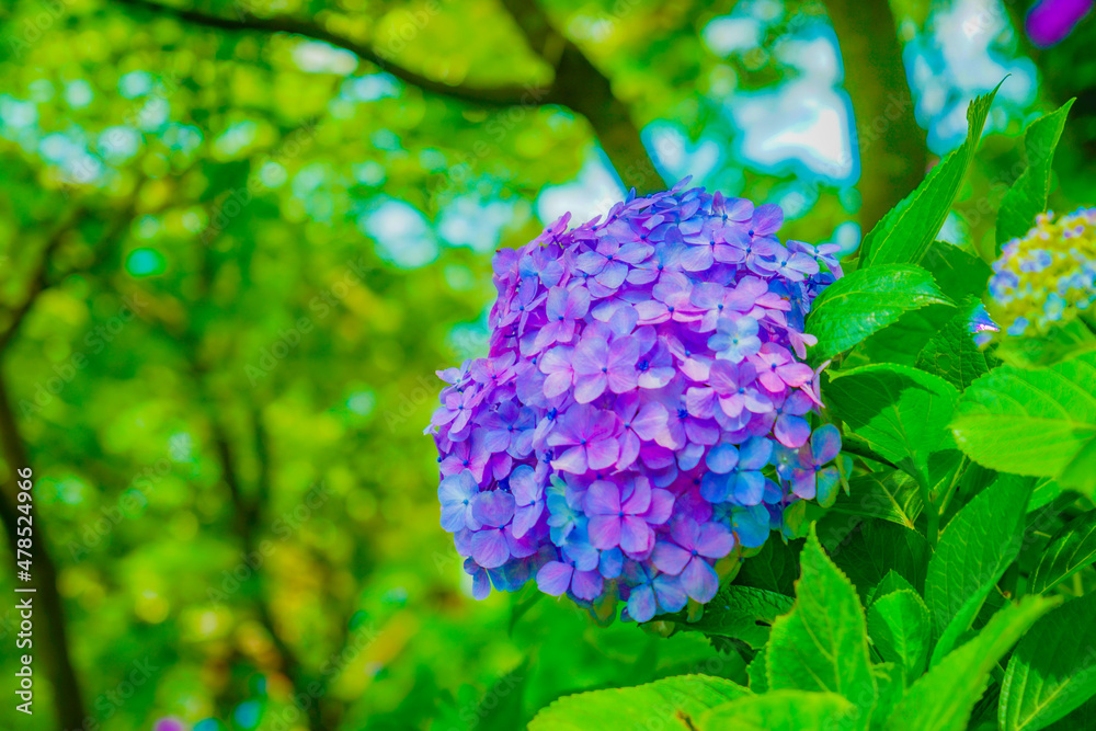 6月の紫陽花イメージ 6月の紫陽花イメージ