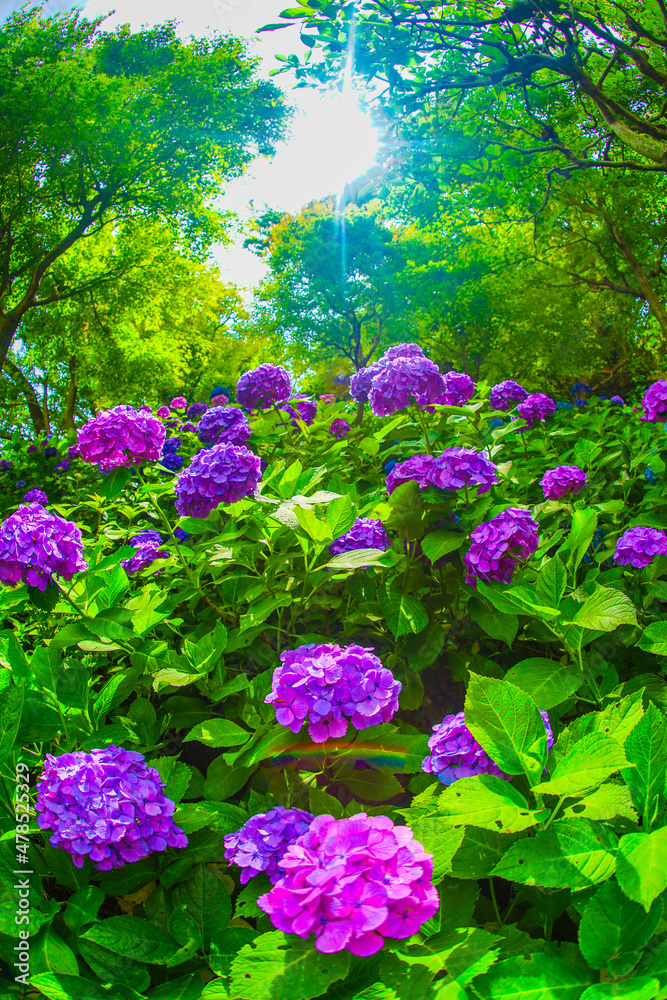 6月の紫陽花イメージ 6月の紫陽花イメージ