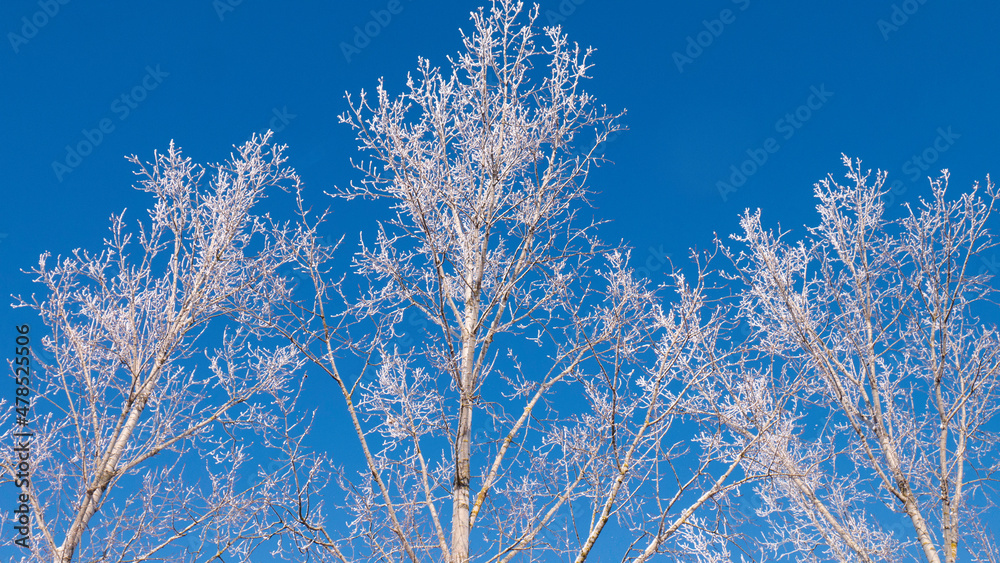 Winter snow branches of tree on a blue sky background.