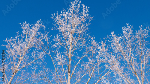 Winter snow branches of tree on a blue sky background.