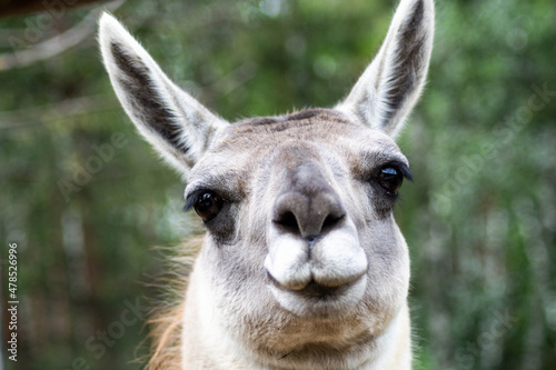 close up of a llama © Андрей Трофимов