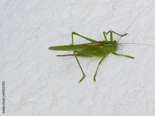 Closeup of a green bush cricket