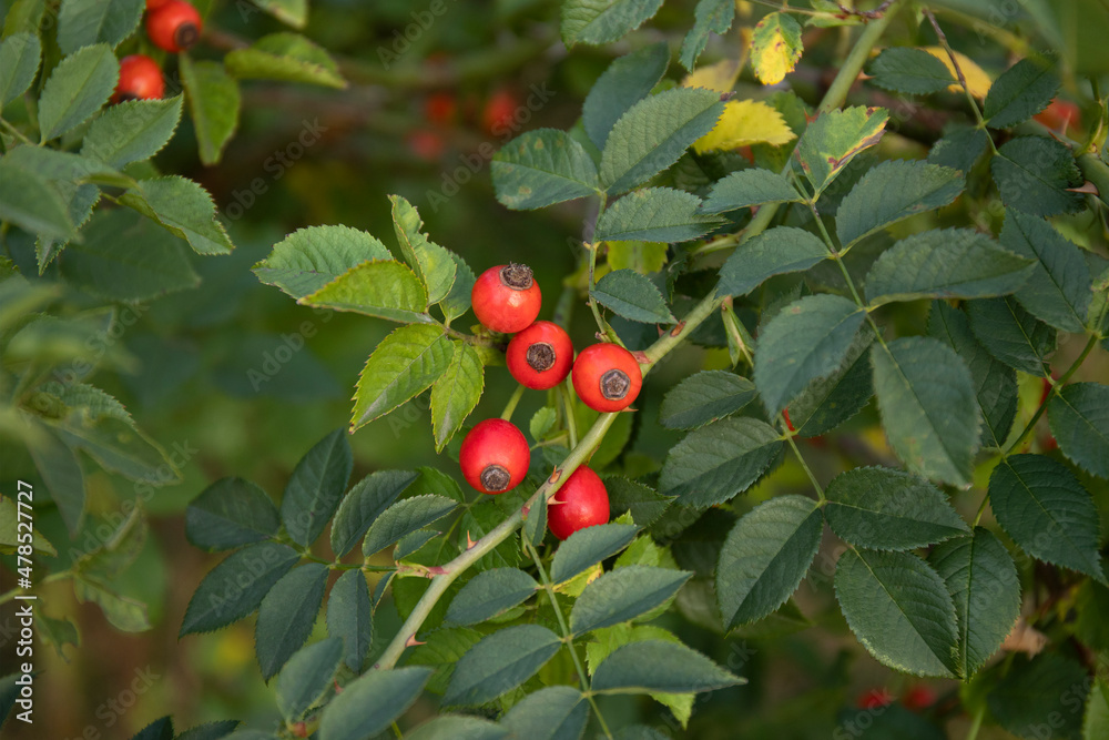 Rosa canina wild hips bush with red berries