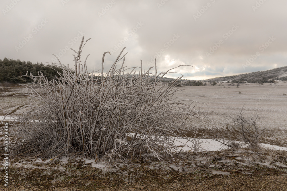 Fototapeta premium bush under the snow