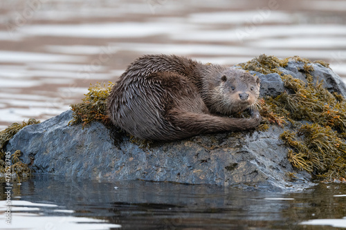 Otter (Lutra lutra) on the coastline of Mull, Scotland