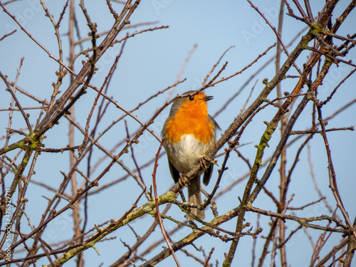 pretty robin perched in the branches of a tree © Penny
