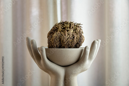 Rose of Jericho, Selaginella lepidophylla also called Resurrection Plant photo