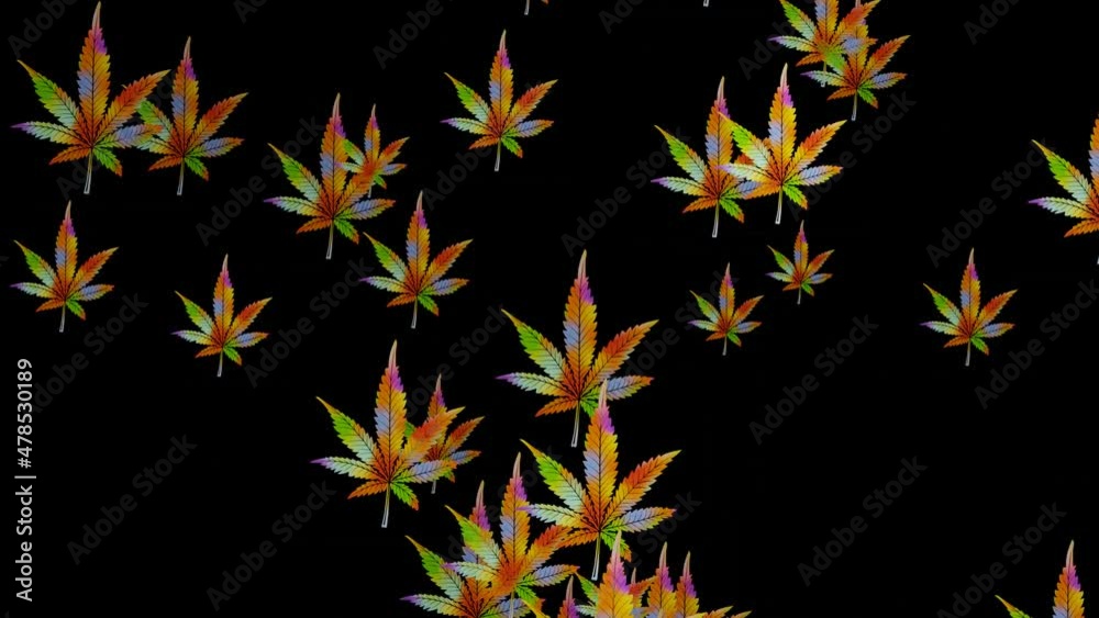 Flying leaves of cannabis in psychedelic bright colors on a black background. The leaves appear and disappear again. Seamless loop. Flying leaves of cannabis in psychedelic bright colors on a black background. The leaves appear and disappear again. Seamless loop.