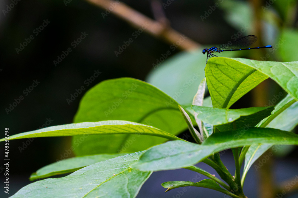 Obraz premium blue dragonfly on a leaf