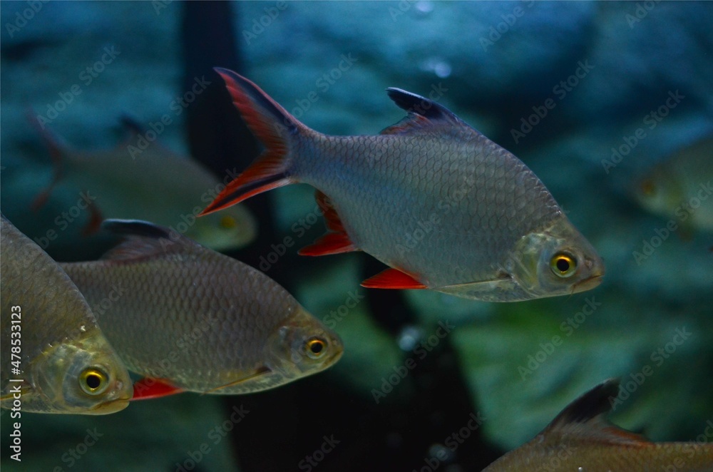 Fototapeta premium Red Tail Tinfoil Barb in The Aquarium, Thailand