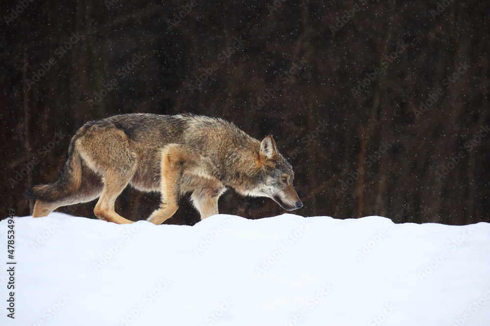Obraz premium The european wild wolf (Canis lupus lupus) on the snow.
