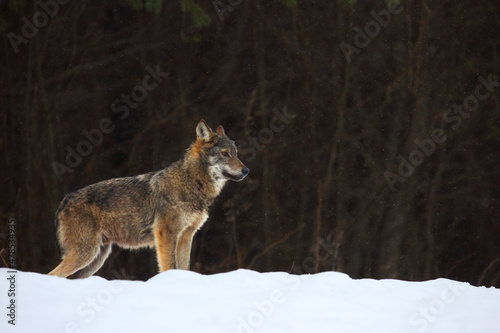 The european wild wolf  Canis lupus lupus  on the snow.