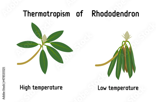 Thermotropism or thermotropic movement is the movement of an organism in response to heat or temperature changes. Rhododendron in high (normal) and low temperatures curled leaves.