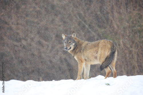 The wild european wolf  Canis lupus lupus  in the snow blizzard.