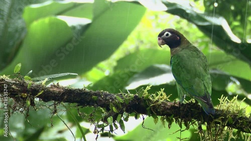 Brown-hooded parrot (Pyrilia haematotis) perched on branch while raining  photo