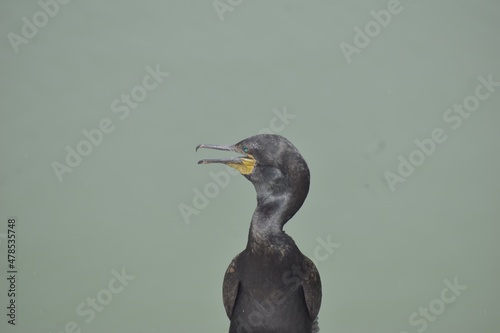 black crowned night heron