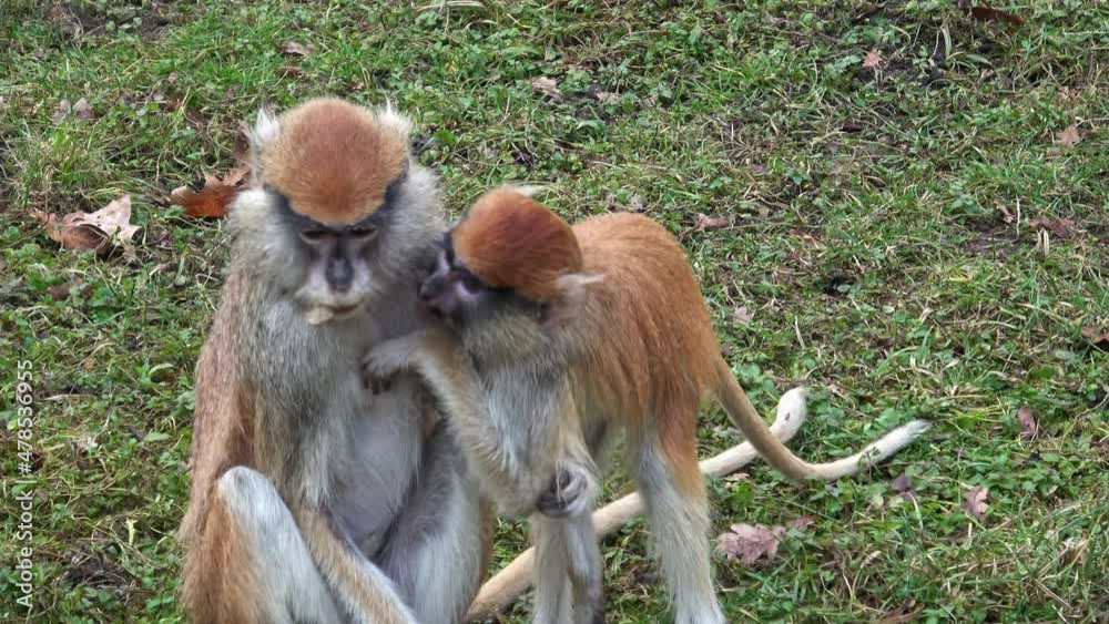 The patas monkey (Erythrocebus patas), also known as the wadi monkey or hussar monkey