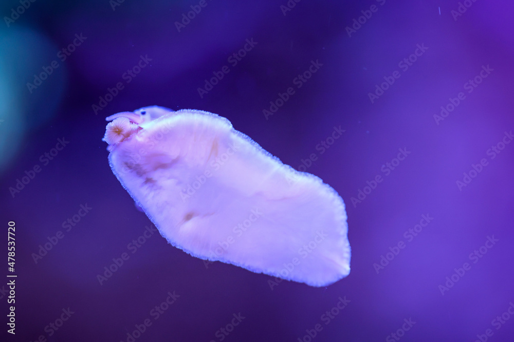 Eine Schnecke im Meerwasseraquarium an der Scheibe. Eine Schnecke im Meerwasseraquarium an der Scheibe.