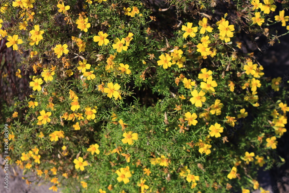 Small yellow flowers bloomed on a bushy plant in late summer Small yellow flowers bloomed on a bushy plant in late summer