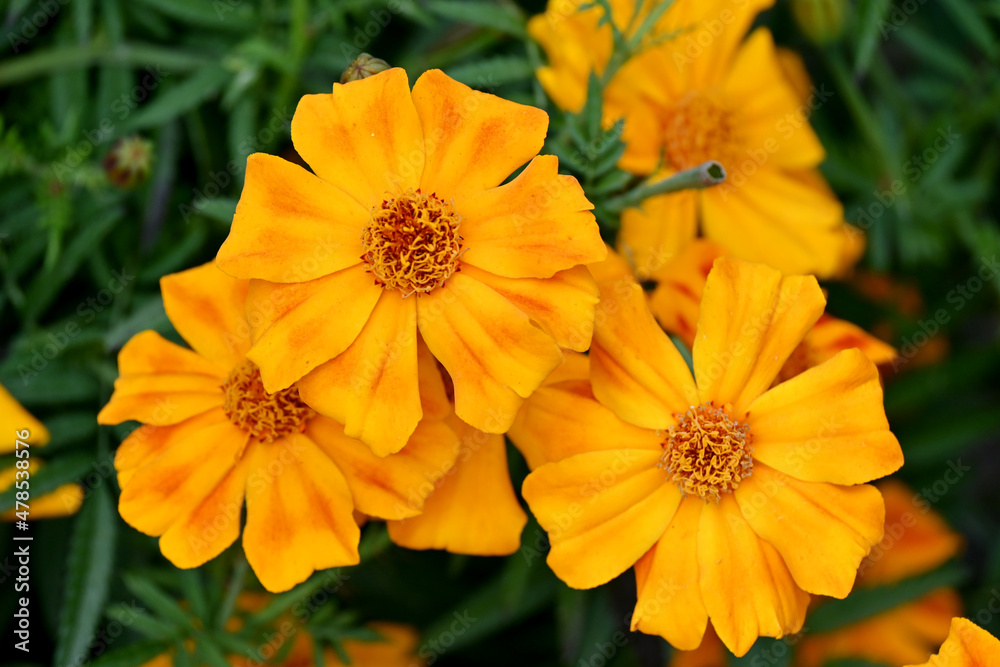 Fototapeta premium closeup the bunch orange marigold flower with leaves in the garden over out of focus green background.