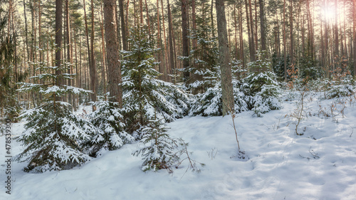 Fototapeta Naklejka Na Ścianę i Meble -  Zimowy krajobraz w lesie na Mazurach w północno-wschodniej Polsce	