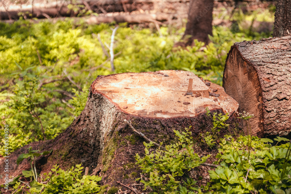 Cut trees along a road prepared for removal. Logging timber wood industry. Cut trees along a road prepared for removal. Logging timber wood industry.