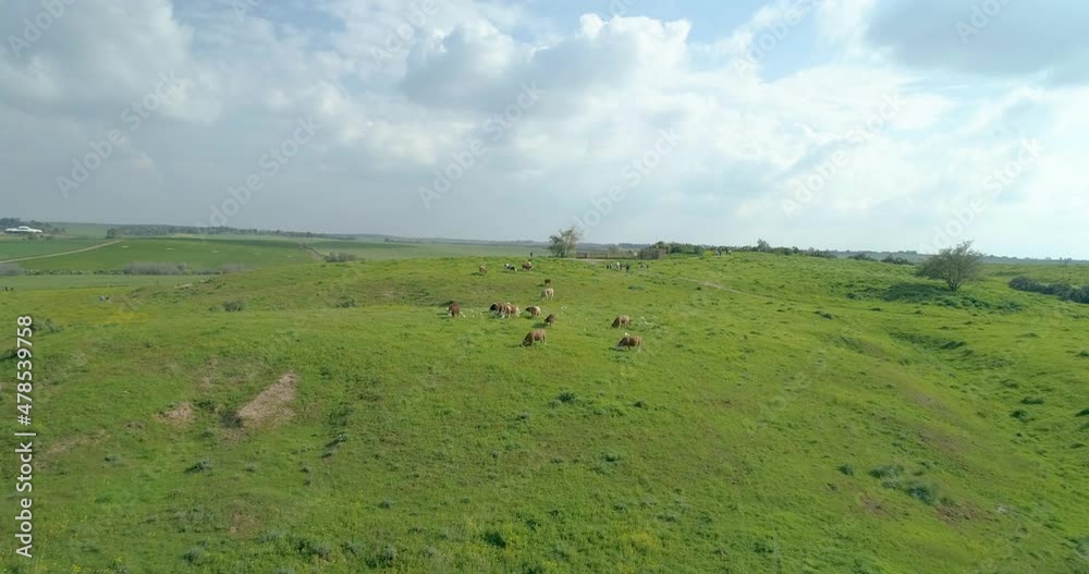 Aerial view of grassland with cattle eating grass and flying birds. Ruhama Badlands, Israel. Aerial view of grassland with cattle eating grass and flying birds. Ruhama Badlands, Israel.