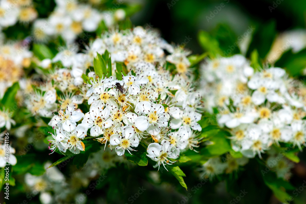 White hawthorn flowers on bushes close up. Hawthorn blossoms in spring White hawthorn flowers on bushes close up. Hawthorn blossoms in spring