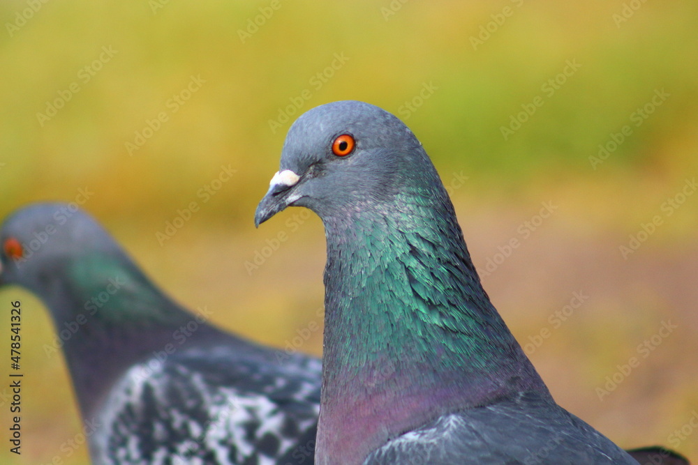 close up of a pigeon close up of a pigeon