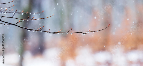 Raindrops on a bare branch in the spring during the melting snow