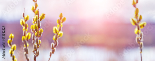 Willow branch with catkins near  river on a blurred light backgroundin the sunlight at sunset. Easter card © Volodymyr