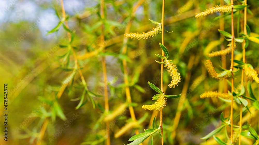 Willow branches with young leaves and catkins, willow flowering Willow branches with young leaves and catkins, willow flowering