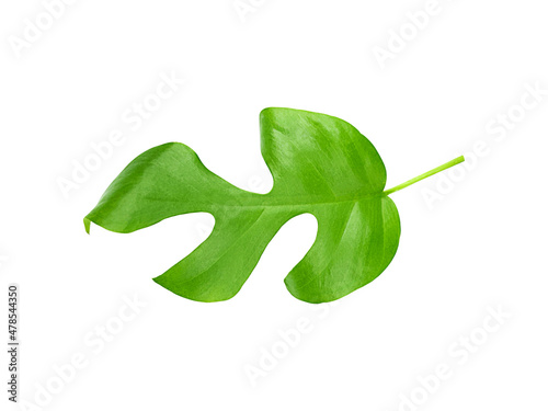 Rhaphidophora tetrasperma isolated leaf on white background photo