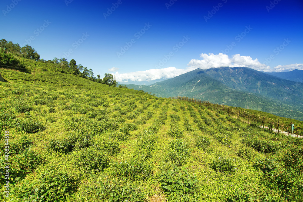 Temi tea garden of Ravangla, Sikkim, beautiful vast tea planatation on greadully sloping field with mountains and blue sky in the background. It is only tea garden in sikkim, one of the world's best.