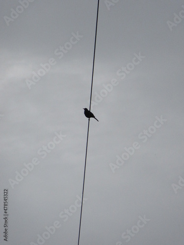 Pájaro oscuro sobre cable