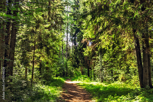 footpath in the forest on a sunny summer day