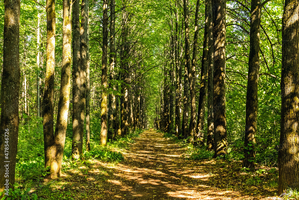 Fototapeta premium footpath in the forest on a sunny summer day