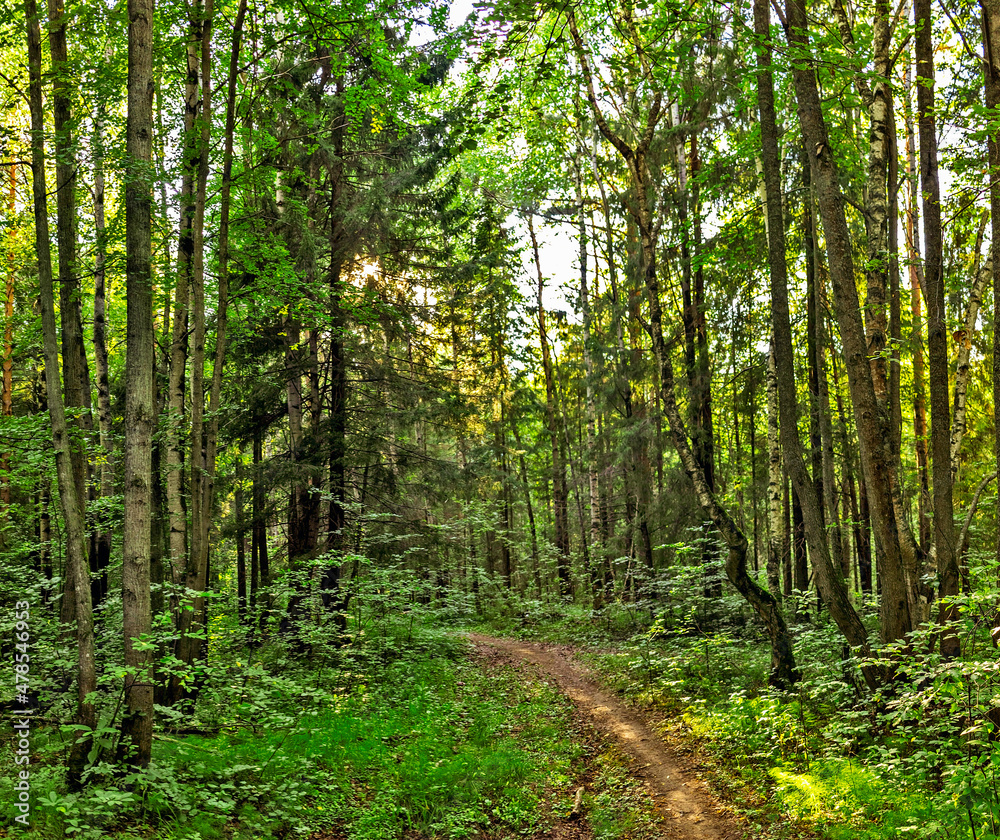 footpath in the forest on a sunny summer day footpath in the forest on a sunny summer day