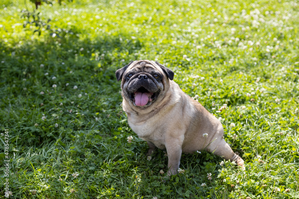 Obraz premium A pug sits on a meadow and watches the area