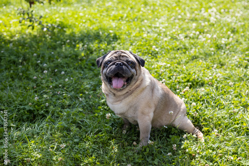 A pug sits on a meadow and watches the area