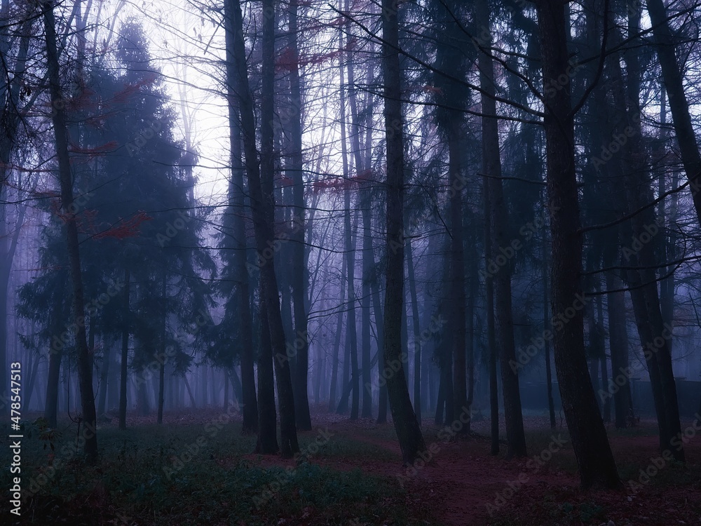 Obraz premium Gloomy dark forest at dusk. Mysterious autumn forest in blue colors. Twilight in the woods. Spooky place.
