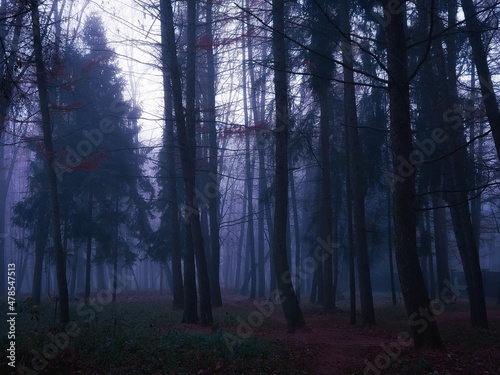 Gloomy dark forest at dusk. Mysterious autumn forest in blue colors. Twilight in the woods. Spooky place.