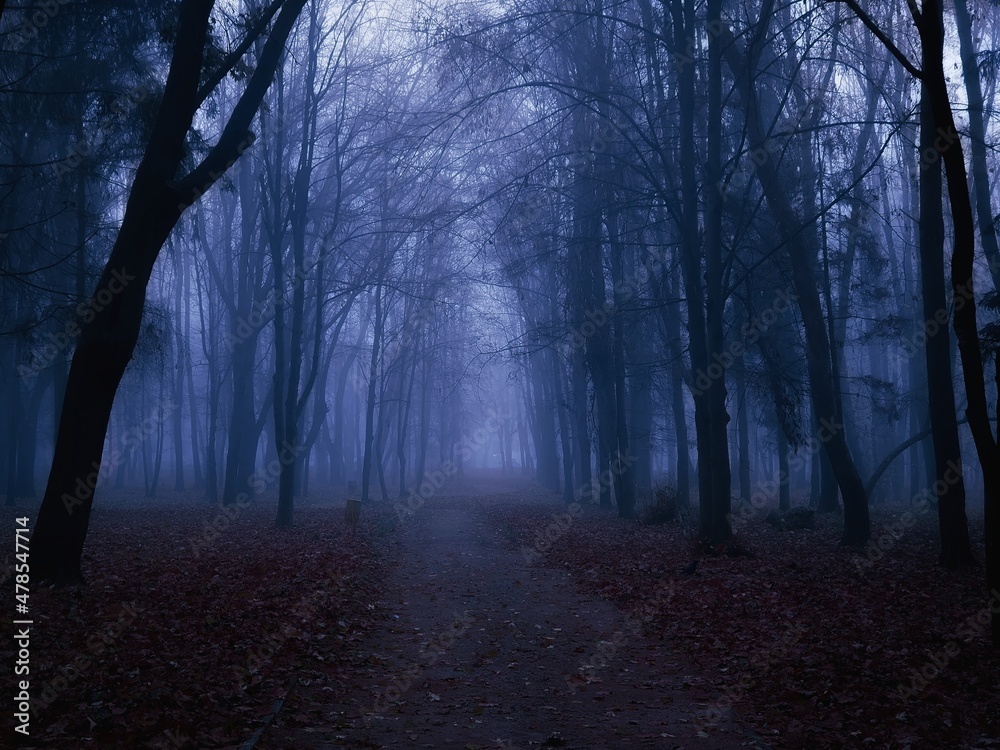 Gloomy dark forest at dusk. Mysterious autumn forest in blue colors. Twilight in the woods. Spooky place.