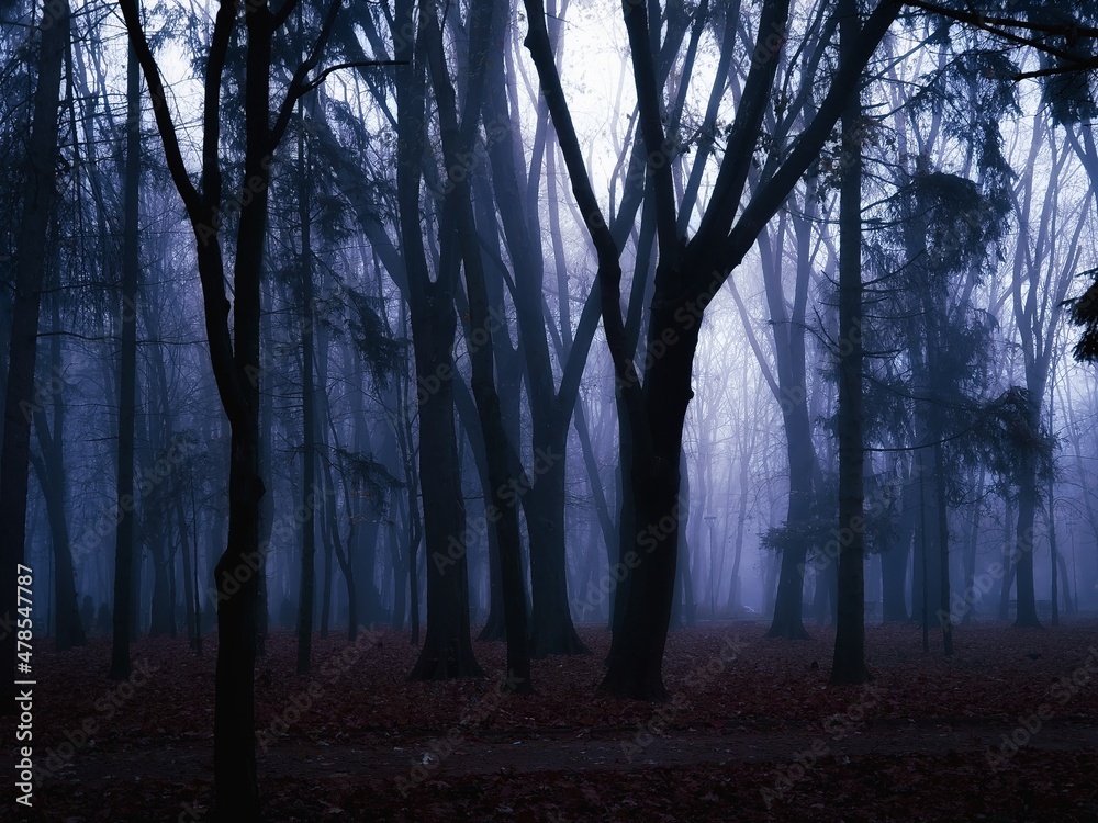 Gloomy dark forest at dusk. Mysterious autumn forest in blue colors. Twilight in the woods. Spooky place.